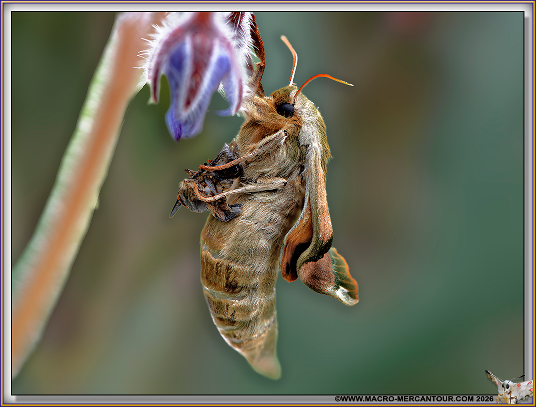 Sphinx du Tilleuil